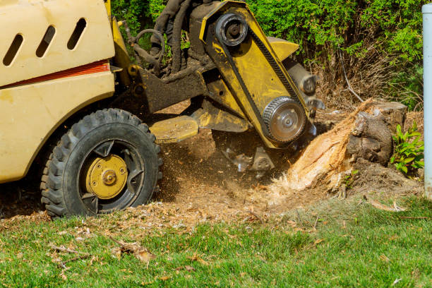 Best Tree Maintenance Programs  in USA