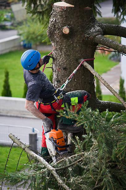 Best Tree Planting  in USA